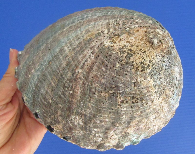 61/2 by 53/8 inches Real Natural Green Abalone Shell for Sale, Hand