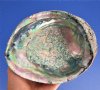 6-3/8 by 5 inches Large Pretty Natural Green Abalone Shell for Smudging and Decorating, Hand Picked - You are buying this one for $16.99