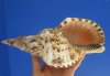 9-1/4 by 4-1/4 inches Beautiful Atlantic Triton's Trumpet Shell, a Large Decorative Seashell - You are buying the hand picked triton pictured for $29.99