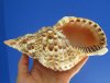 8 by 4 inches Gorgeous Real Atlantic Triton's Trumpet Seashell for Sale, a Large Decorative Shell - You are buying the hand picked triton pictured for $22.99