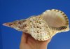 9-3/4 by 4-1/2 inches Gorgeous Real Triton's Trumpet Shell, Hand Picked, for Shell Collectors - You are buying this one for $29.99