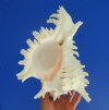 9 by 6-1/2 inches Large Murex Ramosus Seashell with Frilly Branches, Hand Picked - You are buying this one for $24.99