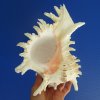 9 by 6-1/2 inches Gorgeous Large Murex Ramosus Seashell for Sale with Frilly Branches, Hand Picked - You are buying this one for $24.99