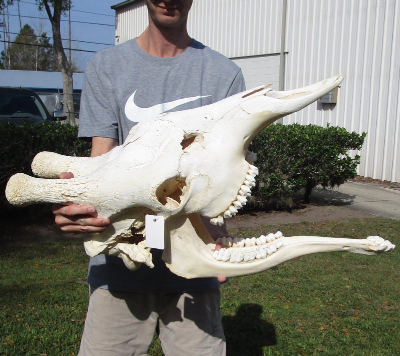 28 inches Authentic African Giraffe Skull for Sale with Lower Jaw