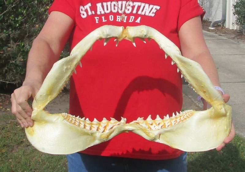 20-3/4 inches wide Large Real Shortfin Mako Shark Jaw for Sale