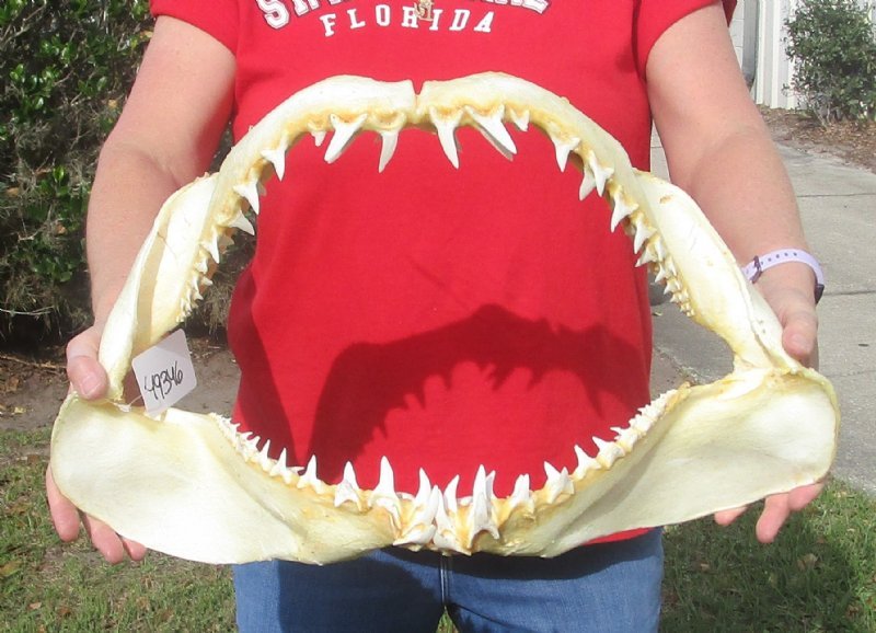 20-3/4 inches wide Large Real Shortfin Mako Shark Jaw for Sale