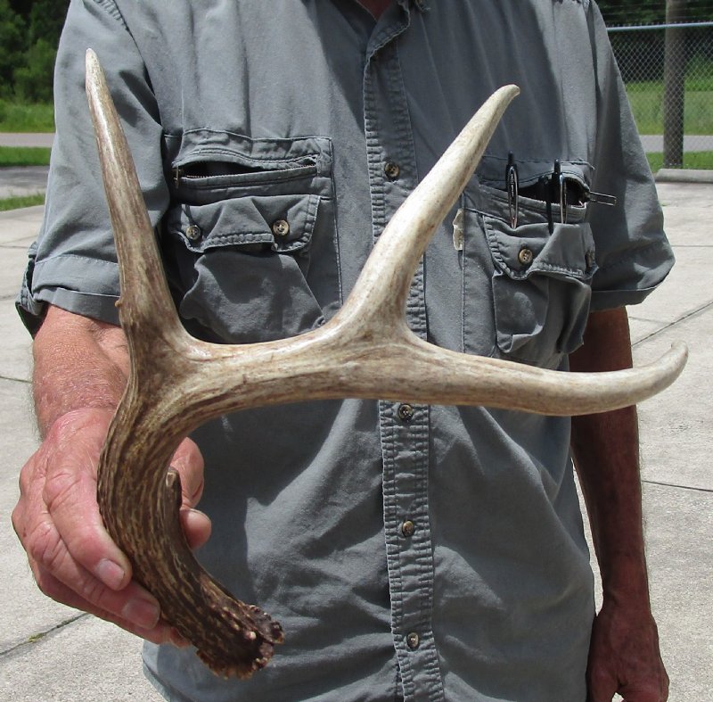 18 inches Nice Quality Whitetail Deer Shed Antler for Horn Decor and Crafts
