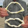 2 Real Whitetip Reef Shark Jaws for Sale, 7-1/2 and 6-1/4 inches wide - Buy these <font color=red> 2 @ $9.50 each</font> Plus $8.25 1st Class Mail