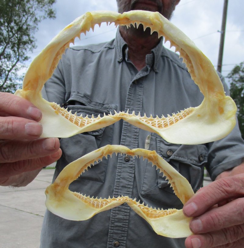 2 Authentic Blacktip Shark Jaws for Sale 7-3/4 and 6-1/2 inches wide