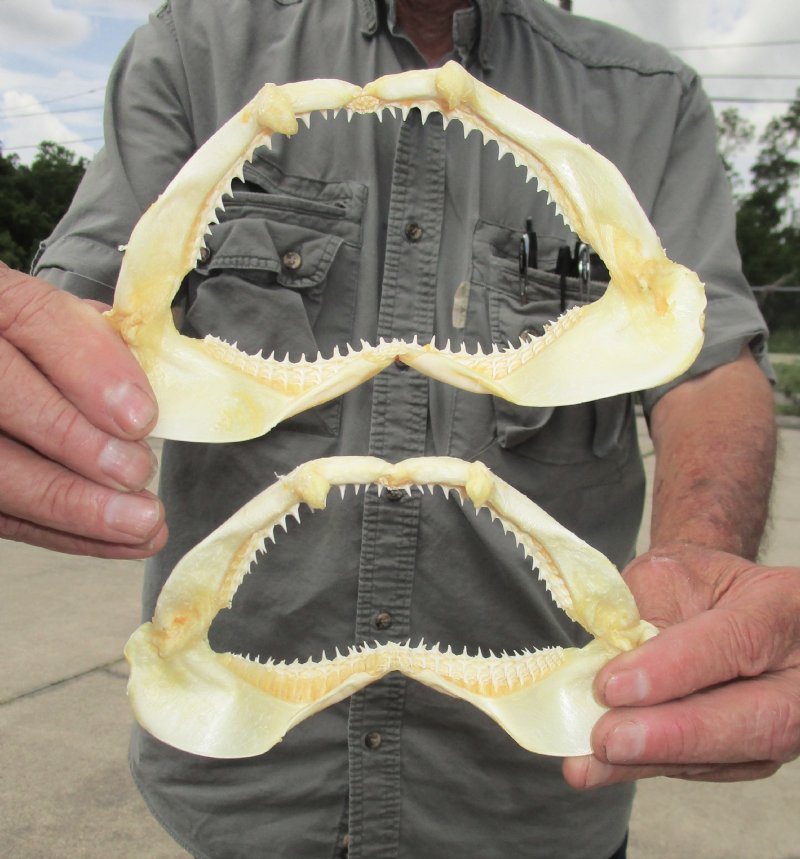 2 Authentic Blacktip Shark Jaws for Sale 61/4 inches wide