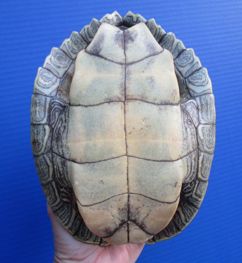81/2 by 61/8 inches Empty Map Turtle Shell for Crafts, Sawback Turtle