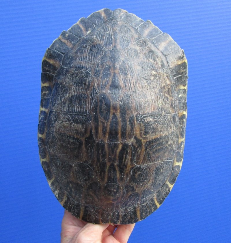 Dry Turtle Shell Natural Red Ear Turtle Shell 8-9 Inch Natural Red-Eared Slider Turtle ...
