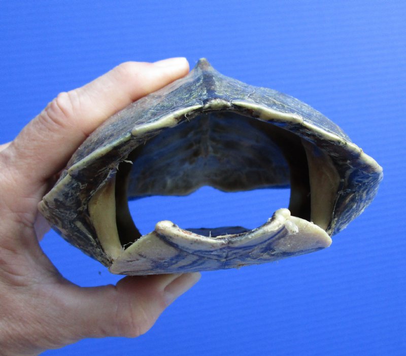 71/4 by 51/2 inches Map Turtle Shell for Sale, Sawback Turtle Shell