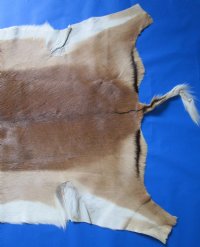 48 by 34 Authentic Soft Tanned African Impala Skin, Hide for Sale - You are buying this one for $64.99