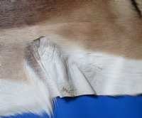48 by 34 Authentic Soft Tanned African Impala Skin, Hide for Sale - You are buying this one for $64.99