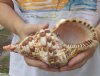 8-1/4 inches Atlantic Triton Trumpet Sea Shell for Sale - you are buying this shell for $22.99