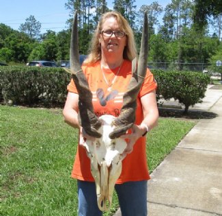 Eland Skulls