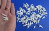 100 Tiny Authentic Alligator Teeth Under 3/4 inch - .20 each (Plus $5.00 First Class Postage)