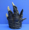 6-3/4 inches Large Free Standing Florida Alligator Foot for Sale Preserved with Formaldehyde - Buy this one for $24.99