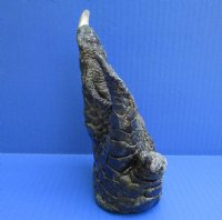 6-3/4 inches Large Free Standing Florida Alligator Foot for Sale Preserved with Formaldehyde - Buy this one for $24.99