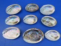 Small Green Abalone Shells, 3 to 3-7/8 inches - 5 @ $4.00 each; 10 @ $3.60 each