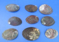 Small Green Abalone Shells, 3 to 3-7/8 inches - 5 @ $4.00 each; 10 @ $3.60 each