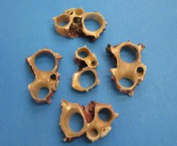 Center Cut Delphinula Sea Snail Shells 1-1/4 to 1-3/4 inches -100 @ .18 each; 500 @ .16 each