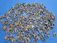 1-1/4 to 1-3/4 inches Center Cut, Sliced Delphinula Shells <font color=red> Wholesale</font> - 1000 @ .10 each