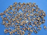 Center Cut Delphinula Sea Snail Shells 1-1/4 to 1-3/4 inches -100 @ .18 each; 500 @ .16 each