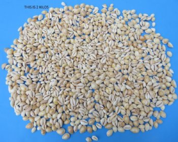 Cooked Ring Top Cowrie Shells <font color=red> Wholesale</font>, Monetaria annulus -  5 bags @ $21.60 a kilo