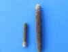 Tiny to Small Bulk Sea Urchin Spines for Crafts 1/2 inch to 2-1/2 inch Pack of 1 bag of 4.4 pounds (2 kilos) @ $11 a bag; Pack of 3 bags @ $10 a bag; 