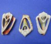 1-1/2 to 2 inches <font color=red> Wholesale</font> Center Cut Strawberry Conch Shells, Strawberry Luhanus - Case of 900 @ .10 each