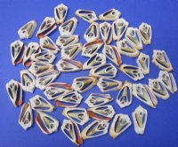 1-1/2 to 2 inches Center Cut Strawberry Conch, Strawberry Luhuanus Shells <font color=red> Wholesale</font> - 700 @ .13 each