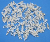 2 to 2-1/2 inches Center Cut Cerithium Vertagus Shells in Bulk , Small White Seashells for Crafts - 100 @ .21 each