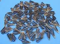 1-1/2 to 2-1/2 inches Center Cut Telescopium Auger Shells <font color=red> Wholesale</font>, Horn Snail Shells,- 700 @ .13 each