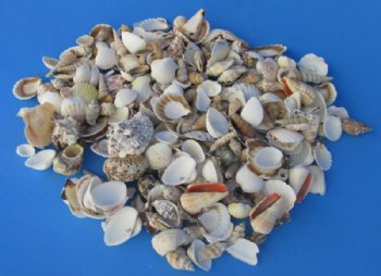 Bulk Case of Large Philippine Mixed Shells for Crafts 1 to 3 inches - <FONT COLOR=RED> Discount Priced</font> Case of 20 kilos @  2.70 a kilo