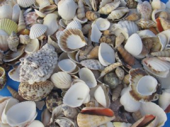 Bulk Case of Large Philippine Mixed Shells for Crafts 1 to 3 inches - <FONT COLOR=RED> Discount Priced</font> Case of 20 kilos @  2.70 a kilo