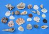 1 to 3 inches Medium/Large Assorted Seashells for Crafts from the Philippines - Case of 20 kilos (44 pounds) @ $2.40 a kilo; Wholesale 3 or More Cases of 20 kilos @ $1.50 a kilo