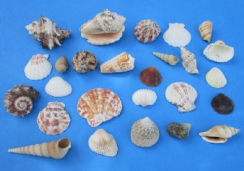 Bulk Case of Large Philippine Mixed Shells for Crafts 1 to 3 inches - <FONT COLOR=RED> Discount Priced</font> Case of 20 kilos @  2.70 a kilo