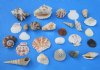 Medium/Large Mixed Seashells for Crafts from the Philippines,  1 inch to 3 inches - Pack of 1 bag of  2 kilos (4.4 pounds) @ $7.00 a bag; 3 bags @ $6.00 a bag