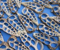 2 to 2-1/2 inches Center Cut Cerithium  Aluco Vertagus or Cuming's Cerith - 100 @ .24 each;