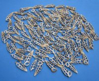 2 to 2-1/2 inches Center Cut Aluco Vertagus or Cuming's Cerith in Bulk Bag of 100 @ .21 each
