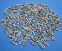 2 to 2-1/2 inches Center Cut Cerithium  Aluco Vertagus or Cuming's Cerith - 100 @ .24 each;