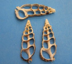 2 to 2-1/2 inches Center Cut Cerithium Aluco Vertagus or Cuming's Cerith Shells <font color=red> Wholesale</font> 700 @ .13 each