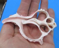 3 to 3-7/8 inches Center Cut Pink Murex Shells for Sale in Bulk - Pack of 25 @ $1.04 each; Bulk Pack of 100 @ .83 each;