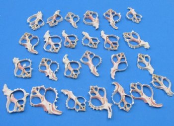 3 to 3-7/8 inches <font color=red> Wholesale</font> Center Cut Pink Murex Shells for Sale in Bulk - Case of 175 @ .52 each