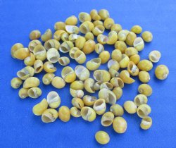 Yellow Periwinkle Shells for Crafts – Tiny Flat Periwinkle Shells (Littorina obtusata) Yellow Mongo Mongo, 1/4 Inch - $51.20 a bag of 4.4 pounds