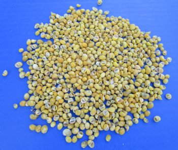Yellow Periwinkle Shells for Crafts <font color=red> Wholesale</font>– Tiny Flat Periwinkle Shells (Littorina obtusata) Yellow Mongo Mongo, 1/4 Inch - Minimum: 4 bags of 4.4 pounds @ $28.80 a bag