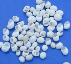 White Periwinkle Shells for Crafts <font color=red> Wholesale</font> Tiny Flat Periwinkle Shells (Littorina obtusata) White Mongo Mongo, 1/4 Inch - Minimum: 4 bags of 4.4 pounds @ $28.80 a bag