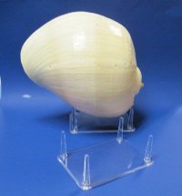 4 Leg Extra Large Acrylic Display Stands, Seashell Stand 6-1/ 2 inches by 4-1/2 inches - Pack of 6 @ $3.15 each (Barnacle pictured is not included)